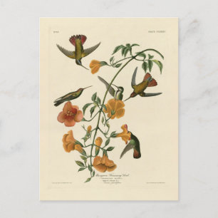 Cartão Postal Mango Hummingbird das Aves da América de Audubon