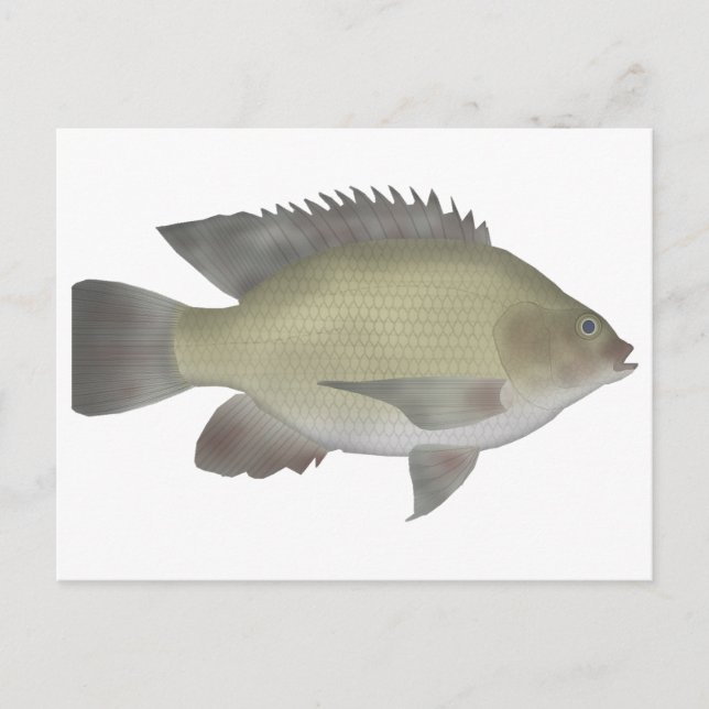 Cartão Postal Mango Tilapia (Frente)