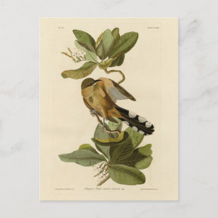 Cartão Postal Mangrove Cuckoo das Aves da América de Audubon