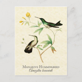 Cartão Postal Mangrove Hummingbird Vintage Art