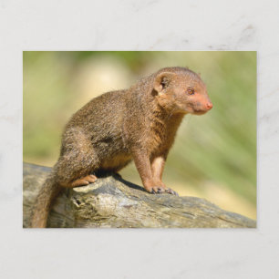 Cartão Postal Mangusto anão-de-defeso