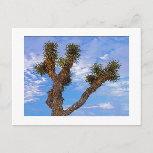 Cartão Postal "Manhã das Monções" (Frente)