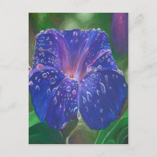 Cartão Postal Manhã Glória (Ipomoea Purpurea) Petais e Dew Dr.