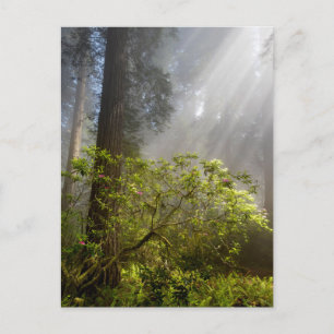 Cartão Postal Manhã Mist em Rhododendron