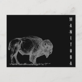 Cartão Postal Manitoba Bison