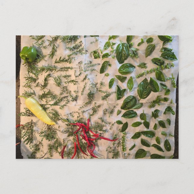 Cartão Postal Manjericão e Peppers (Frente)