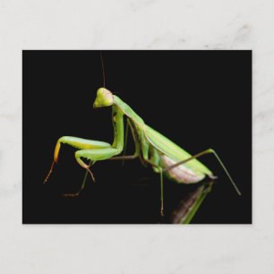 Cartão Postal Mansite de oração