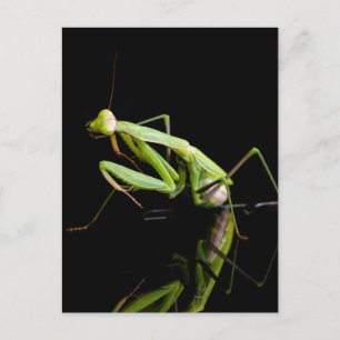 Cartão Postal Mansite de oração