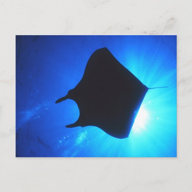 Cartão Postal Manta Ray Silhouette (Frente)
