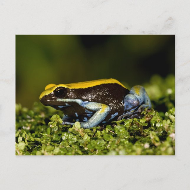 Cartão Postal Mantela-de-orelha-preta, Mantella expectata, (Frente)