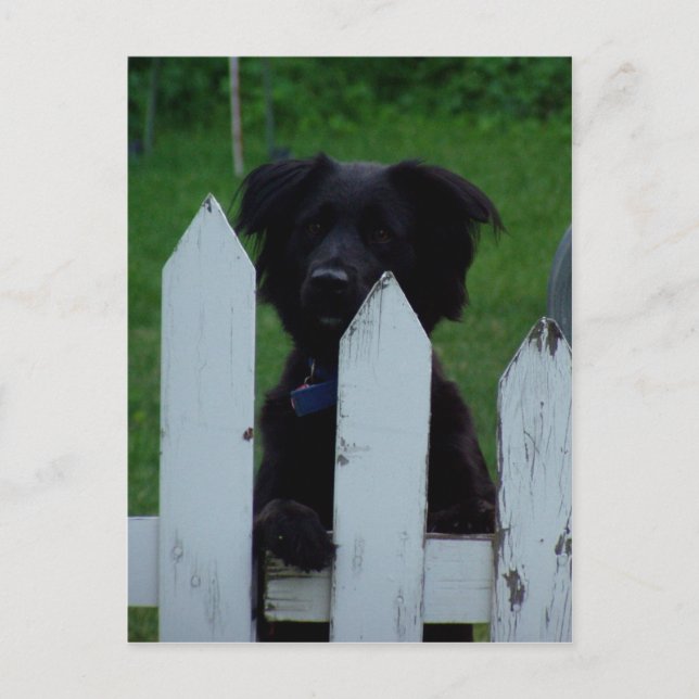 Cartão Postal mantendo um olho fora (Frente)