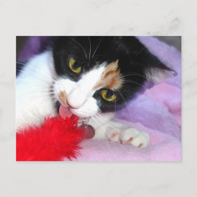 Cartão Postal Mantenha limpo! (Frente)