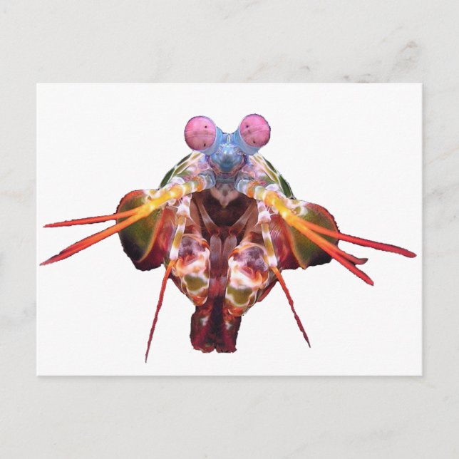 Cartão Postal mantis (Frente)