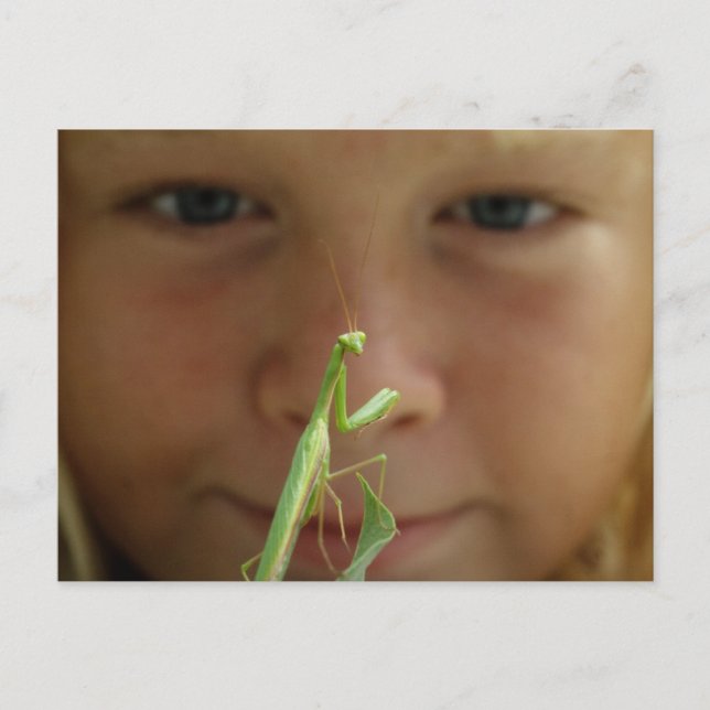 Cartão Postal Mantis religiosa (Frente)