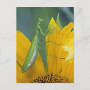 Cartão Postal Mantis religiosa fêmea