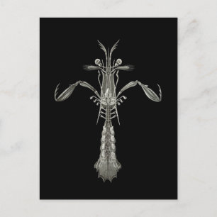 Cartão Postal Mantis Shrimp