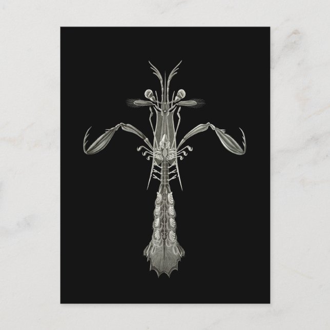 Cartão Postal Mantis Shrimp (Frente)