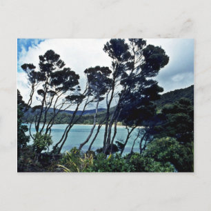 Cartão Postal Manuka Shrubs And Beach, Stewart Island