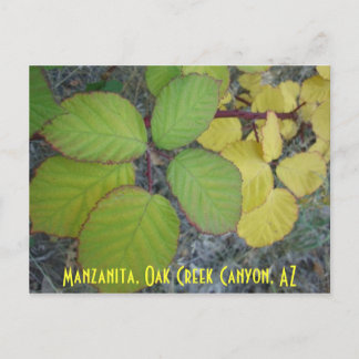 Cartão Postal Manzanita, Oak Creek Canyon, AZ