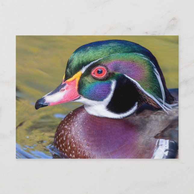 Cartão Postal Mão Colorida de Madeira Fechar (Frente)