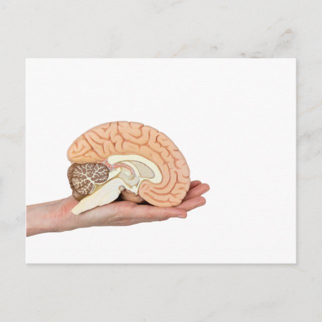 Cartão Postal Mão segurando hemisfério cerebral em fundo branco (Frente)