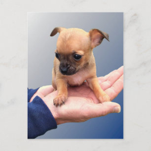 Cartão Postal Mãos Adoráveis