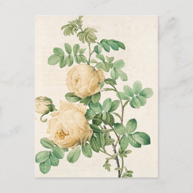 Cartão Postal Mapa do Vintage (Frente)