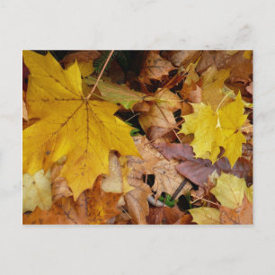 Cartão Postal Mapeamento de Fallen Deixa Natureza Amarela do Out