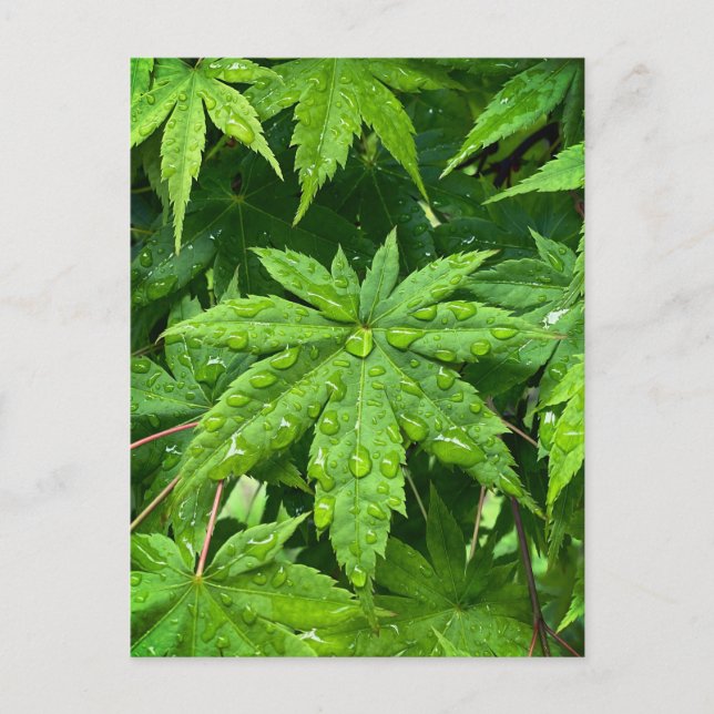 Cartão Postal Mapeamento em Primavera (Frente)