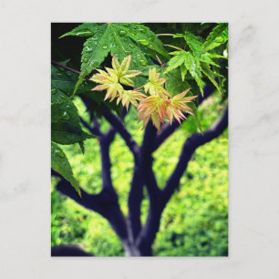 Cartão Postal Mapeamento em Primavera