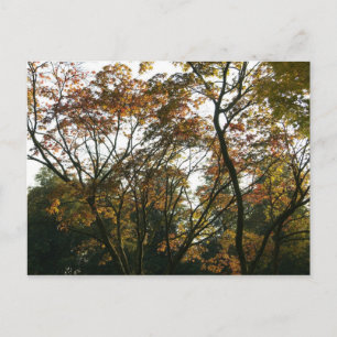 Cartão Postal Mapeamento Japonês no outono