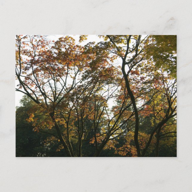 Cartão Postal Mapeamento Japonês no outono (Frente)