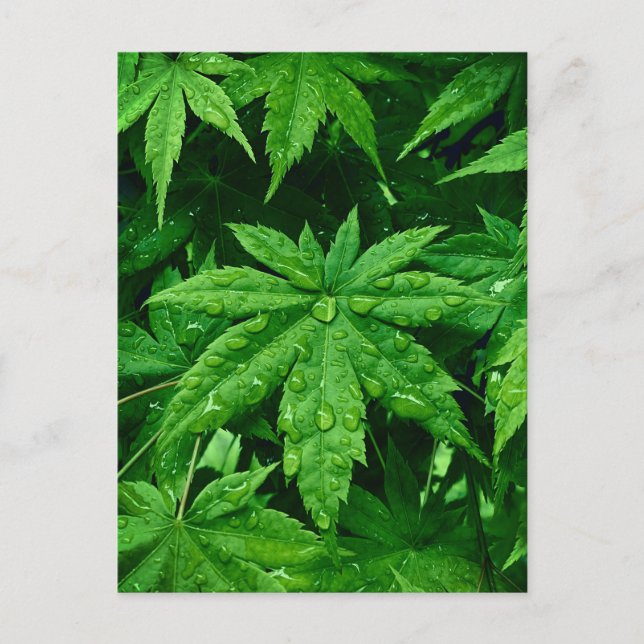 Cartão Postal Mapeamento VERDE em Primavera (Frente)