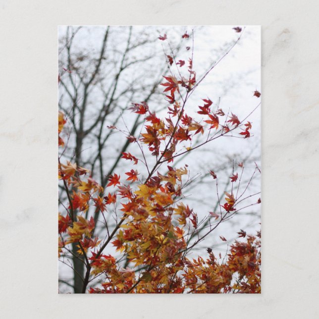 Cartão Postal Maple II (Frente)