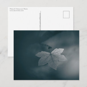 Cartão Postal Maple Leaf Nature Photo