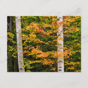 Cartão Postal Maple & White Birch Montanhas brancas, NH
