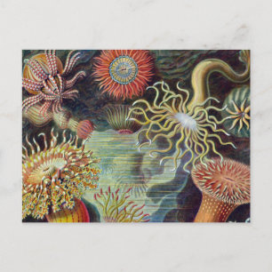 Cartão Postal Mar Anêmona Natureza Científica Oceânica