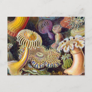 Cartão Postal Mar Anêmona Natureza Científica Oceânica