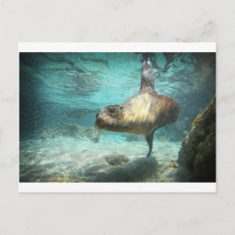 Cartão Postal Mar curioso Galápagos debaixo de água