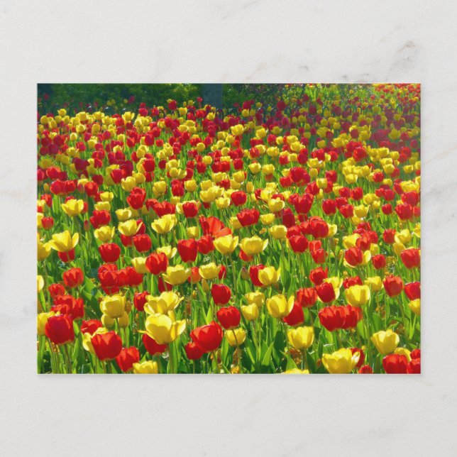 Cartão Postal Mar de Tulipas (Frente)