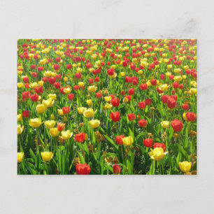 Cartão Postal Mar de Tulipas II