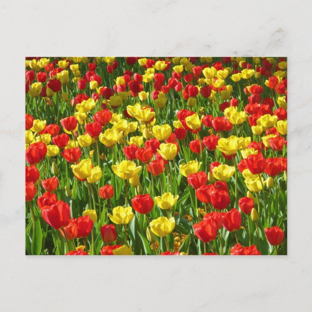 Cartão Postal Mar de Tulips III (Frente)