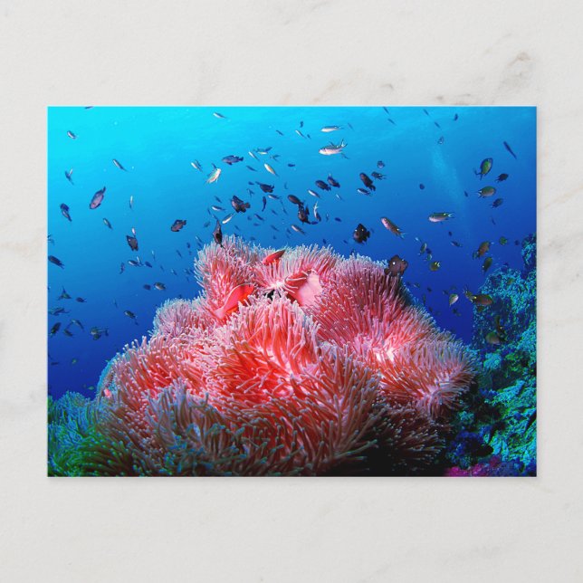 Cartão Postal Mar Tropical Vida rosa Anêmona brilhante Coral (Frente)
