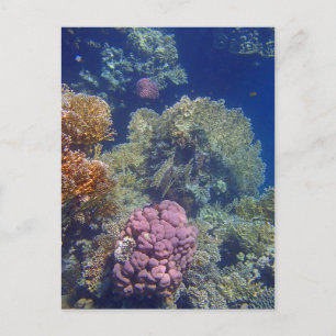 Cartão Postal mar vermelho incrível