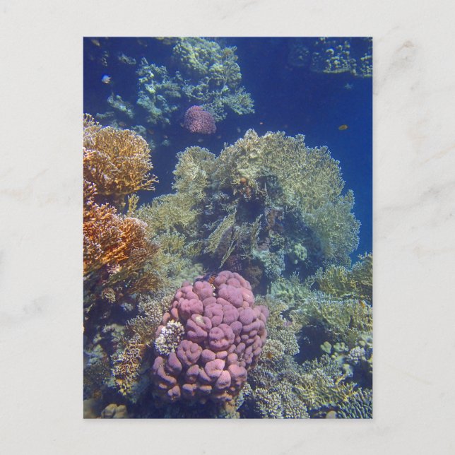 Cartão Postal mar vermelho incrível (Frente)