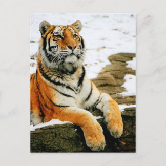 Cartão Postal - Mara -