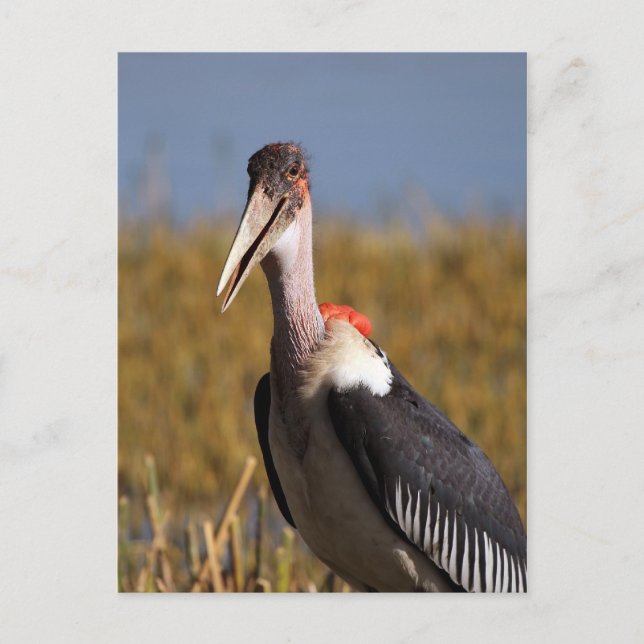 Cartão Postal Marabou (Frente)