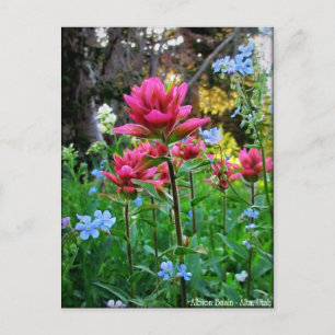 Cartão Postal Maravilha de flores selvagens (5)