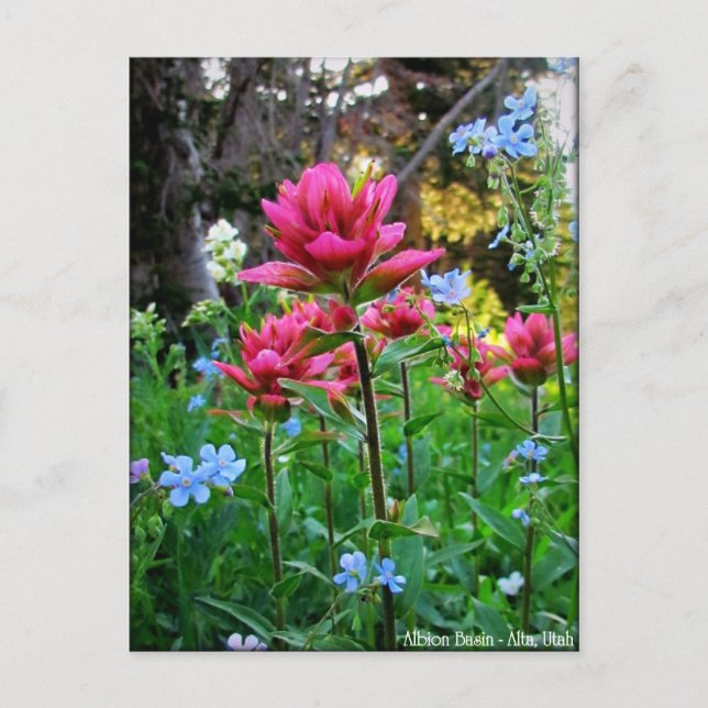 Cartão Postal Maravilha de flores selvagens (5) (Frente)