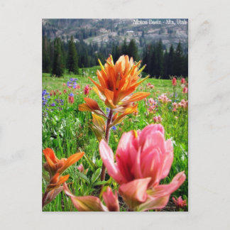 Cartão Postal Maravilha de flores selvagens (6)